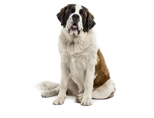 St. Bernard Medium long coat Dog Breed Information Purina